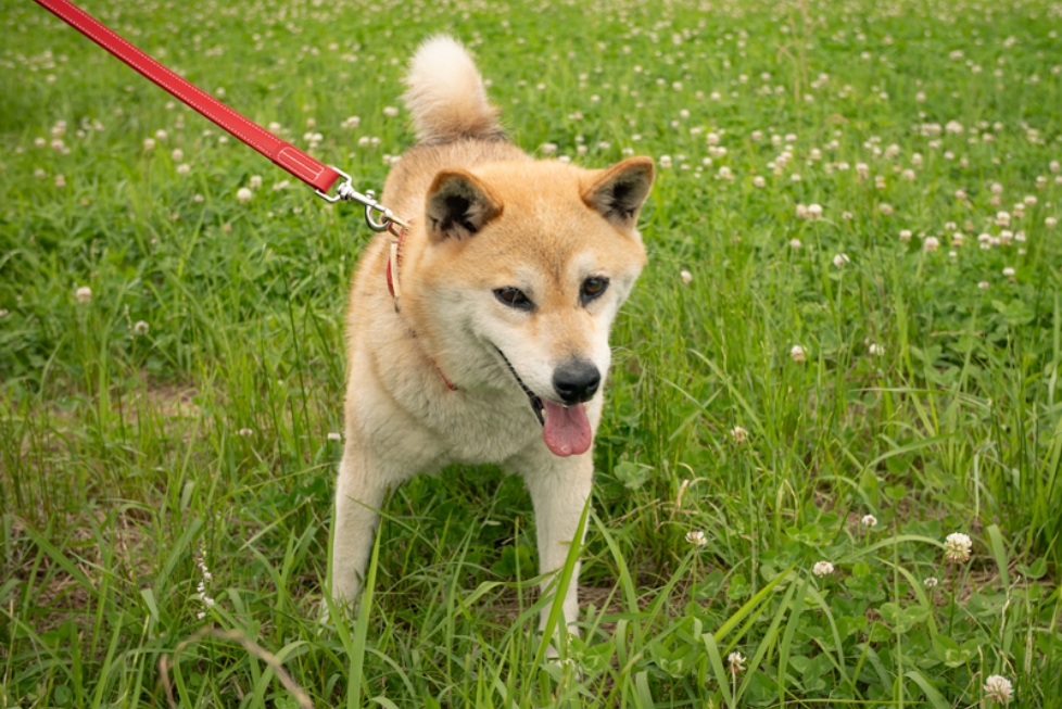 柴犬のベルちゃん